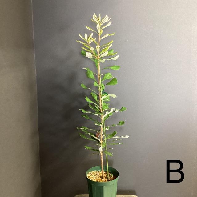 選べる オーストラリア植物 観葉植物 バンクシア インテグリフォリア
