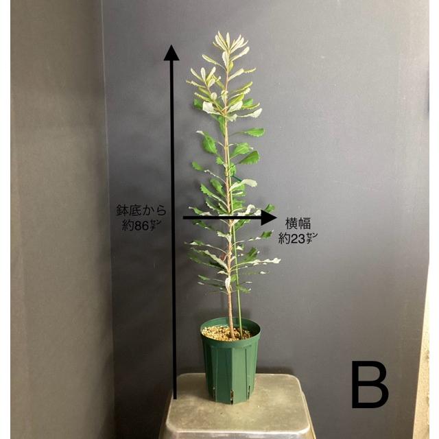 選べる オーストラリア植物 観葉植物 バンクシア インテグリフォリア