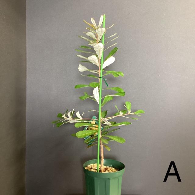 選べる オーストラリア植物 観葉植物 バンクシア インテグリフォリア