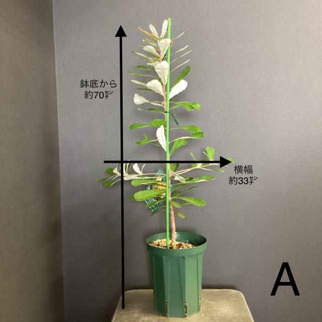 選べる オーストラリア植物 観葉植物 バンクシア インテグリフォリア