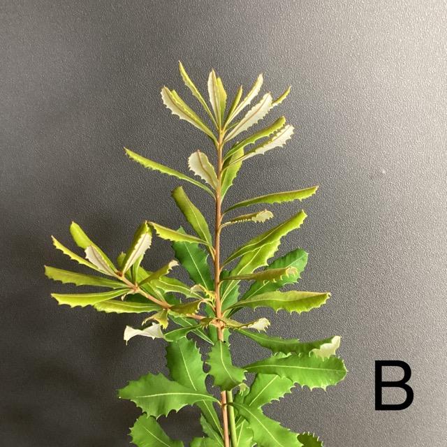 選べる オーストラリア植物 観葉植物 バンクシア インテグリフォリア