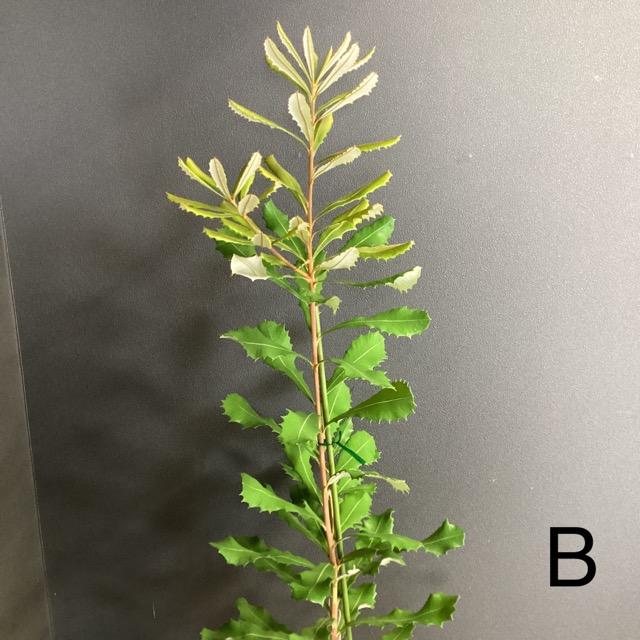 選べる オーストラリア植物 観葉植物 バンクシア インテグリフォリア インテリア 素敵なプランツ 素敵なお庭 オージープランツ