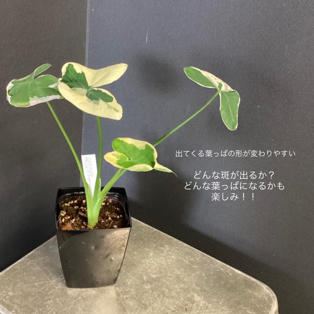 選べる 観葉植物 熱帯植物 キサントソーマ ミッキーマウスタロ 斑入り