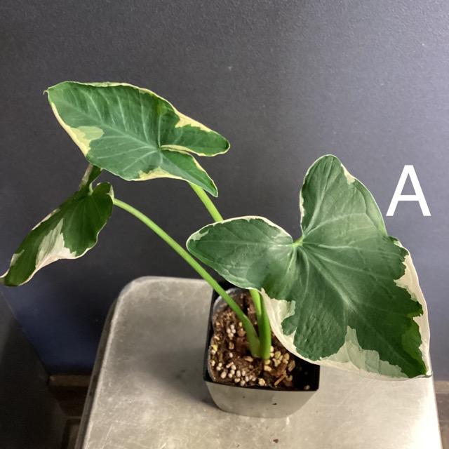 選べる 観葉植物 熱帯植物 キサントソーマ ミッキーマウスタロ 斑入り