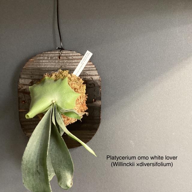 着生植物 観葉植物 コウモリラン ビカクシダ omo ホワイトラバー