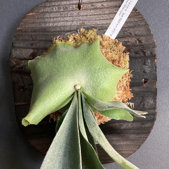 着生植物 観葉植物 コウモリラン ビカクシダ omo ホワイトラバー