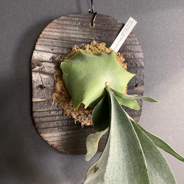 着生植物 観葉植物 コウモリラン ビカクシダ omo ホワイトラバー