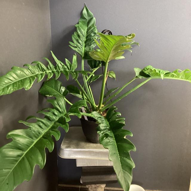 【ACTUSポット付き】フィロデンドロン 人工観葉植物　約80センチ 人工観葉植物 ポット フィロデンドロン フェイクグリーン 光触媒 造花