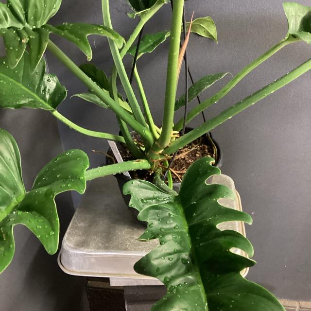 観葉植物 熱帯植物 フィロデンドロン ナロー インテリア 素敵な