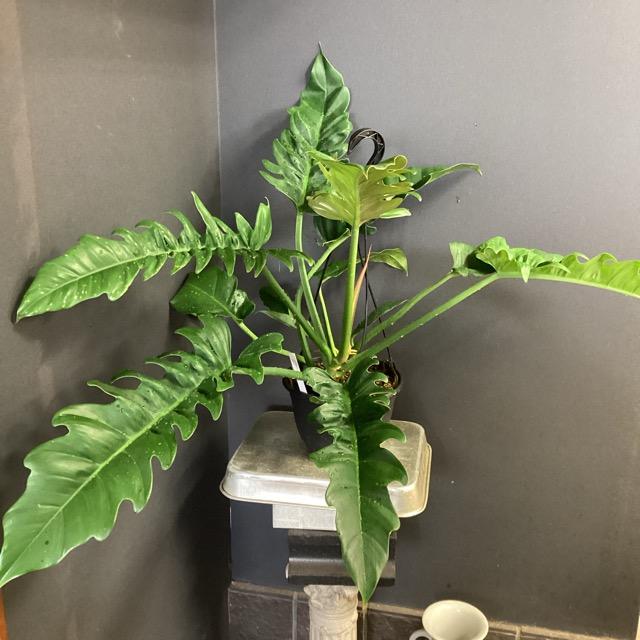 観葉植物 熱帯植物 フィロデンドロン ナロー インテリア 素敵な