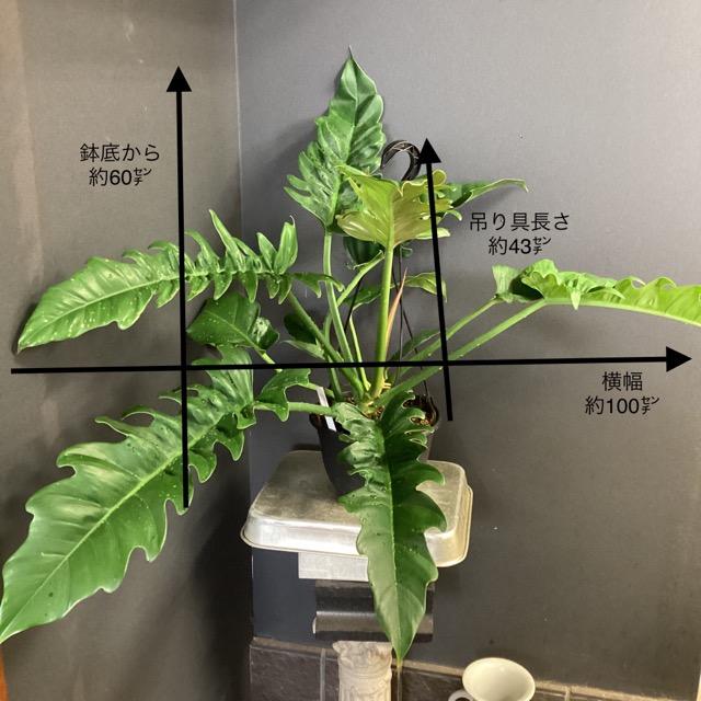 観葉植物 熱帯植物 フィロデンドロン ナロー インテリア 素敵な