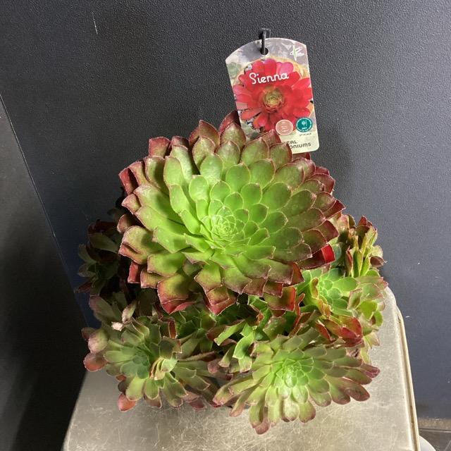 観葉植物 多肉植物 センポニウム シエナ 素敵なプランツ 素敵 観葉植物 多肉植物 センポニウム シエナ 素敵なプランツ 素敵