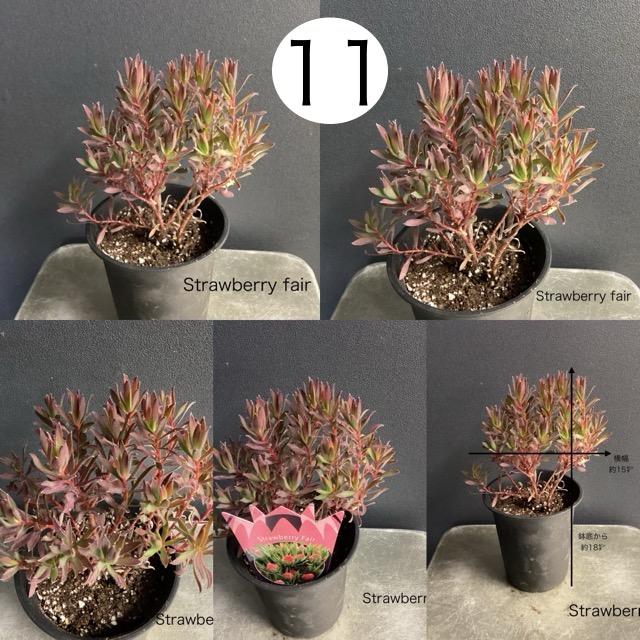 選べる 人気 オーストラリア植物 観葉植物 リューカデンドロン 選べる 人気 オーストラリア植物 観葉植物 リューカデンドロン