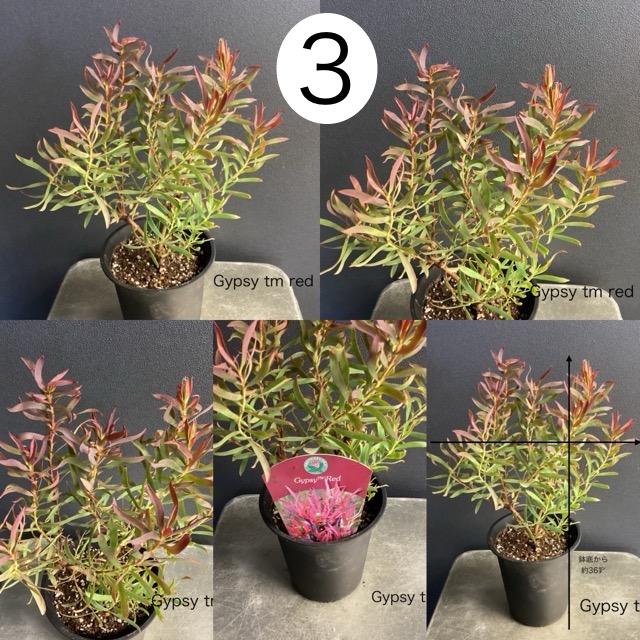 選べる 人気 オーストラリア植物 観葉植物 リューカデンドロン 選べる 人気 オーストラリア植物 観葉植物 リューカデンドロン