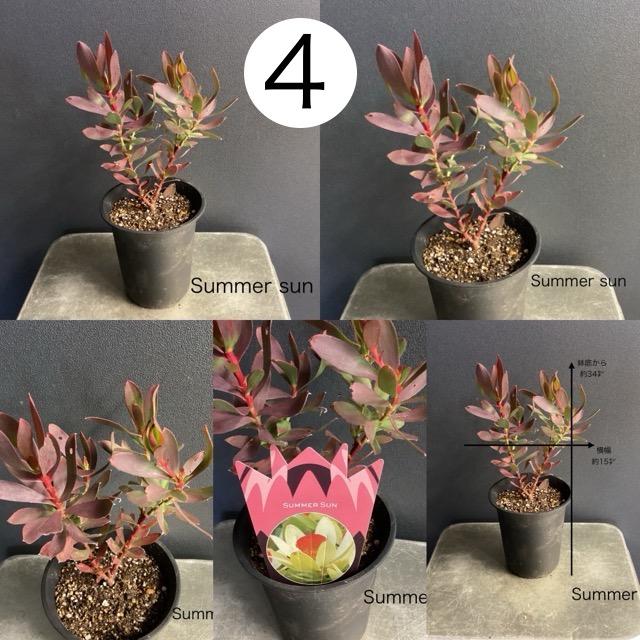 選べる 人気 オーストラリア植物 観葉植物 リューカデンドロン 選べる 人気 オーストラリア植物 観葉植物 リューカデンドロン