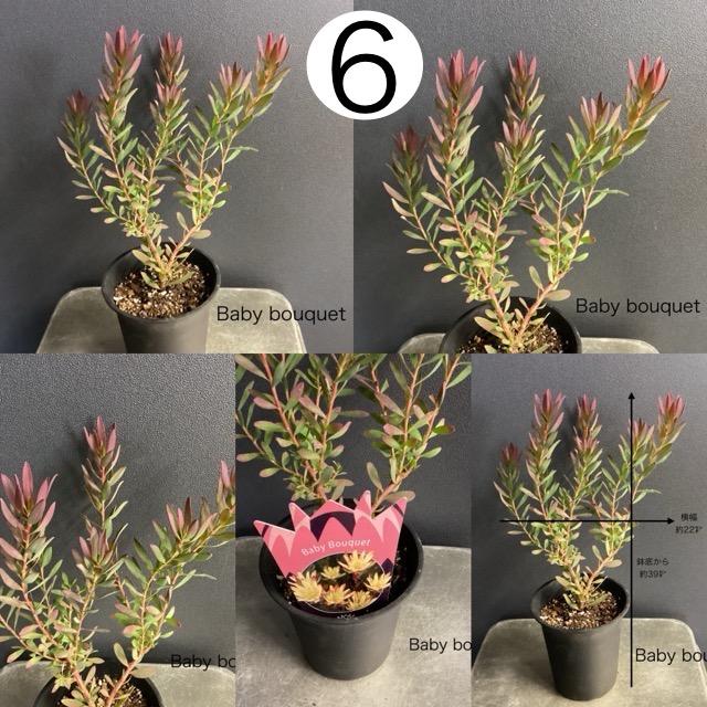 選べる 人気 オーストラリア植物 観葉植物 リューカデンドロン 選べる 人気 オーストラリア植物 観葉植物 リューカデンドロン