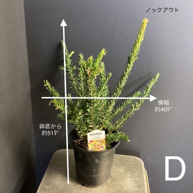グレビレア　4種おまとめ　鉢ごと発送　オージープランツ 選べる オーストラリア植物 観葉植物 グレビレア インテリア 素敵な