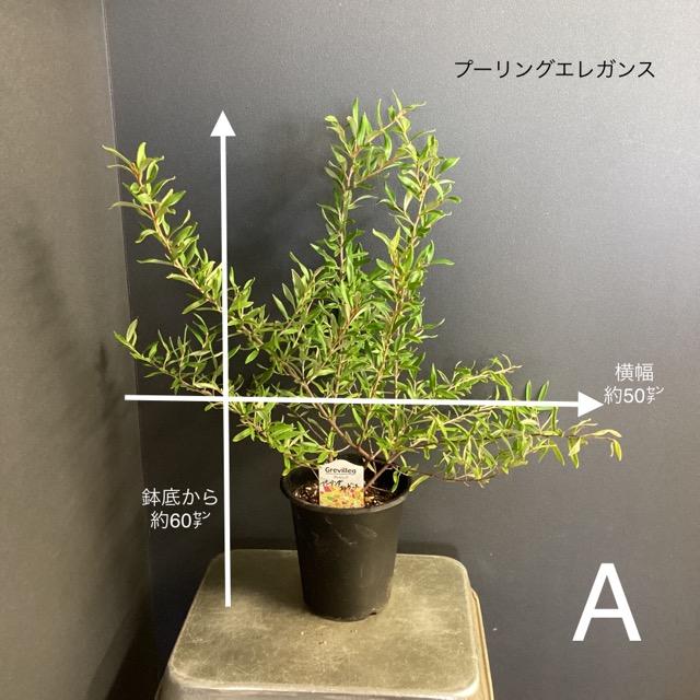 選べる オーストラリア植物 観葉植物 グレビレア インテリア 素敵な