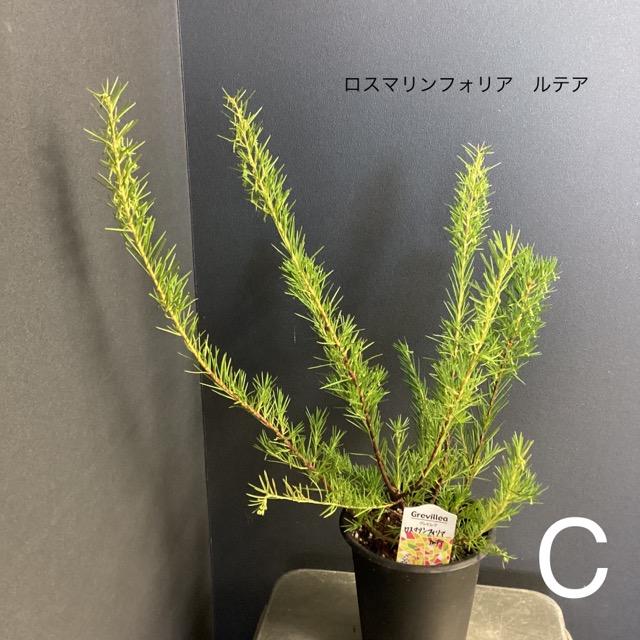 選べる オーストラリア植物 観葉植物 グレビレア インテリア 素敵な