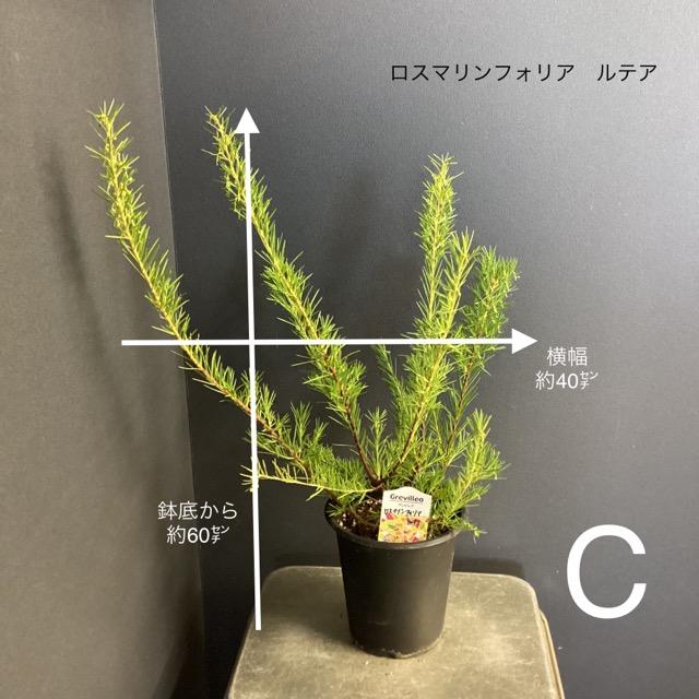 苗木・植木 グレビレア 4種おまとめ 鉢ごと発送 オージープランツ