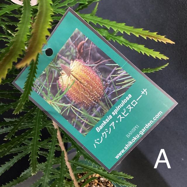 現物】バンクシア ”スピヌローサ” 5号B オージプランツ 選べる