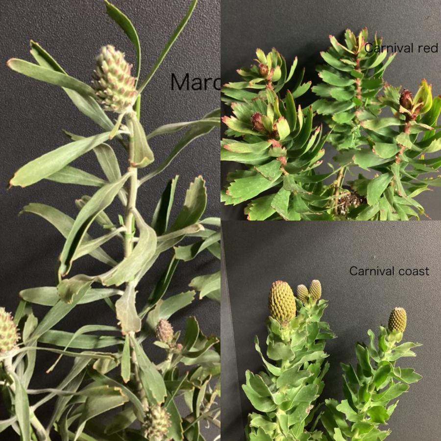 選べる オーストラリア植物 観葉植物 リューコスペルマム ピン