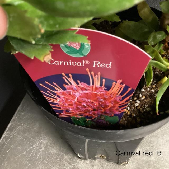 選べる オーストラリア植物 観葉植物 リューコスペルマム ピン