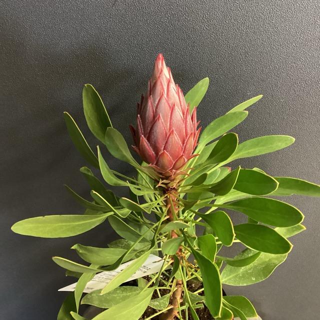 オーストラリア植物 観葉植物 プロテア リトルプリンス インテリア