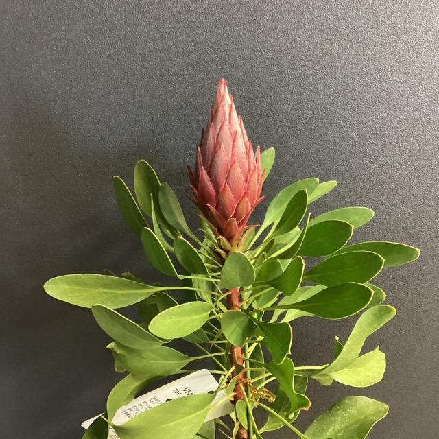 オーストラリア植物 観葉植物 プロテア リトルプリンス インテリア