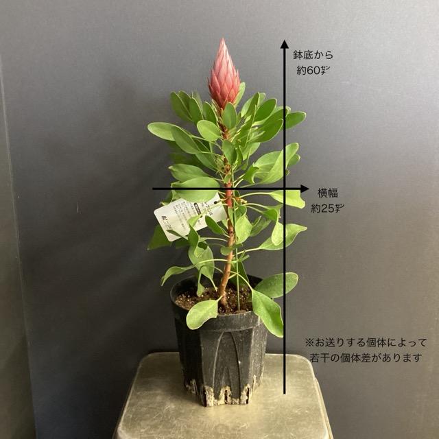 オーストラリア植物 観葉植物 プロテア リトルプリンス インテリア
