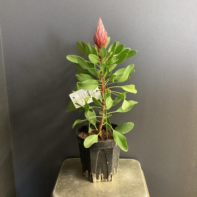 オーストラリア植物 観葉植物 プロテア リトルプリンス インテリア