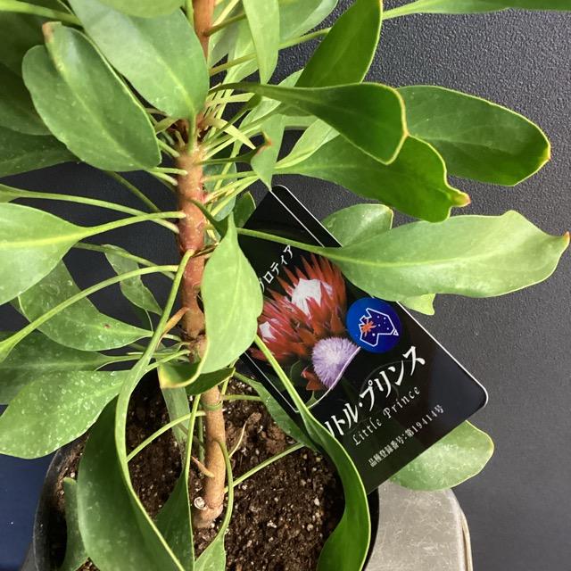 オーストラリア植物 観葉植物 プロテア リトルプリンス インテリア
