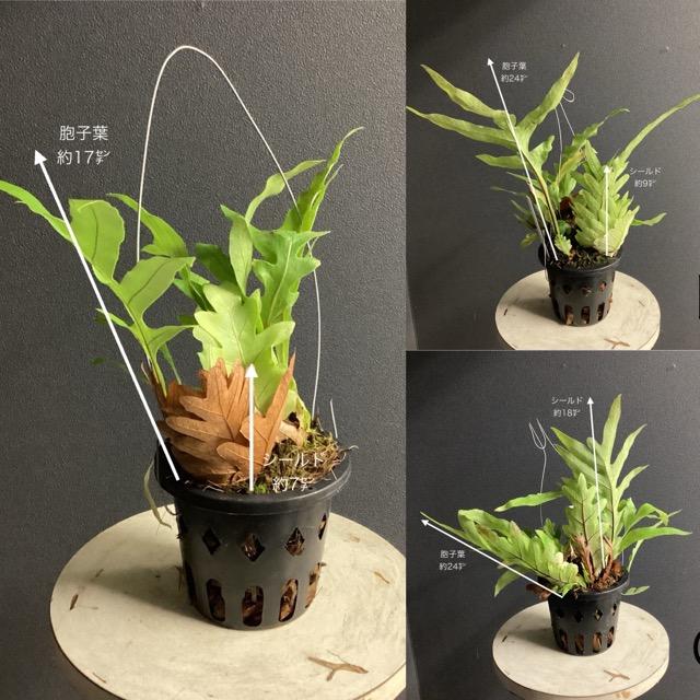選べる 限定品 レア品種 着生植物 観葉植物 ドリナリアDrynaria