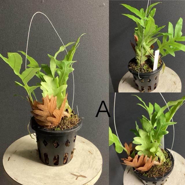 選べる 限定品 レア品種 着生植物 観葉植物 ドリナリアDrynaria
