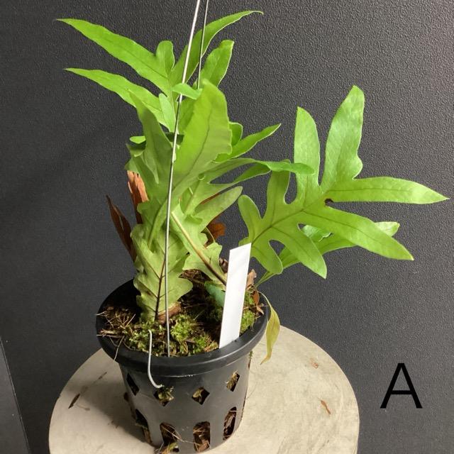 選べる 限定品 レア品種 着生植物 観葉植物 ドリナリアDrynaria