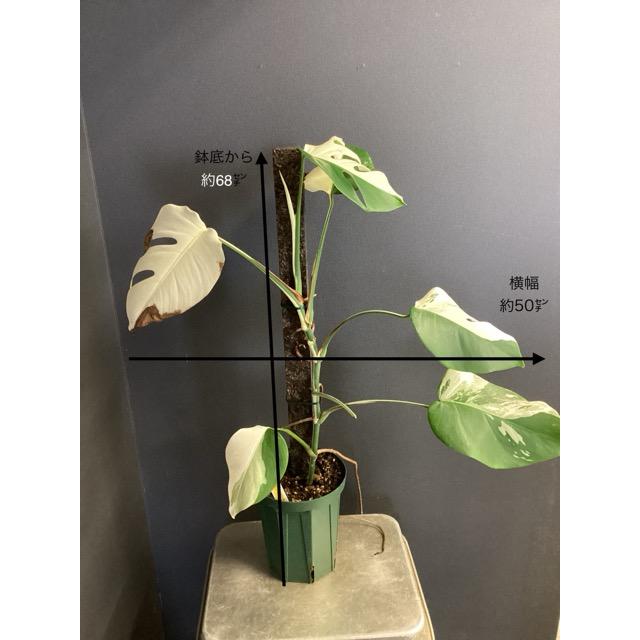 観葉植物 熱帯植物 モンステラ ボルシギアナ ホワイトタイガー 観葉植物 熱帯植物 モンステラ ボルシギアナ ホワイトタイガー