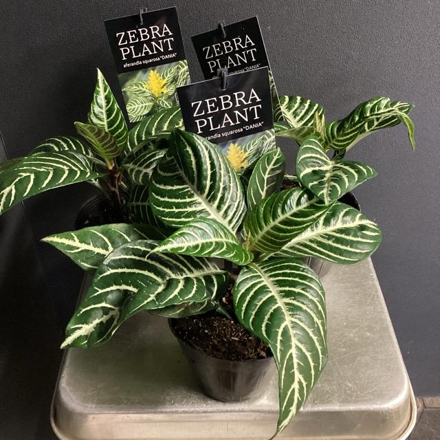 観葉植物 熱帯植物 アフェランドラ.S. ダニア インテリア 素敵な