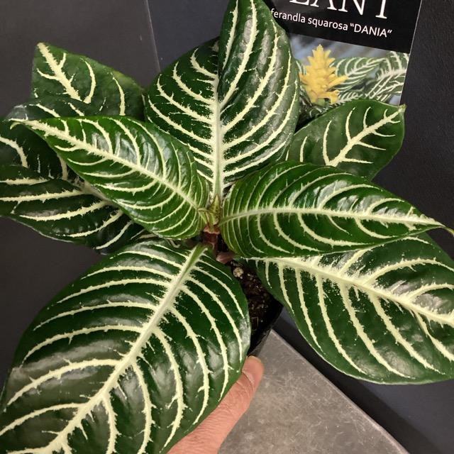 観葉植物 熱帯植物 アフェランドラ.S. ダニア インテリア 素敵な