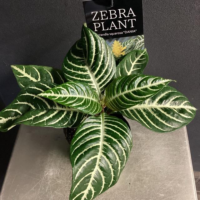 観葉植物 熱帯植物 アフェランドラ.S. ダニア インテリア 素敵な