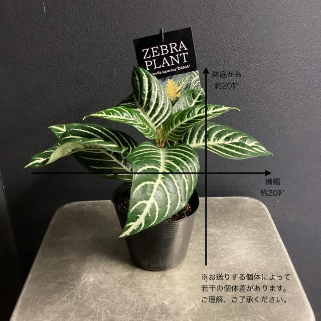 観葉植物 熱帯植物 アフェランドラ.S. ダニア インテリア 素敵な