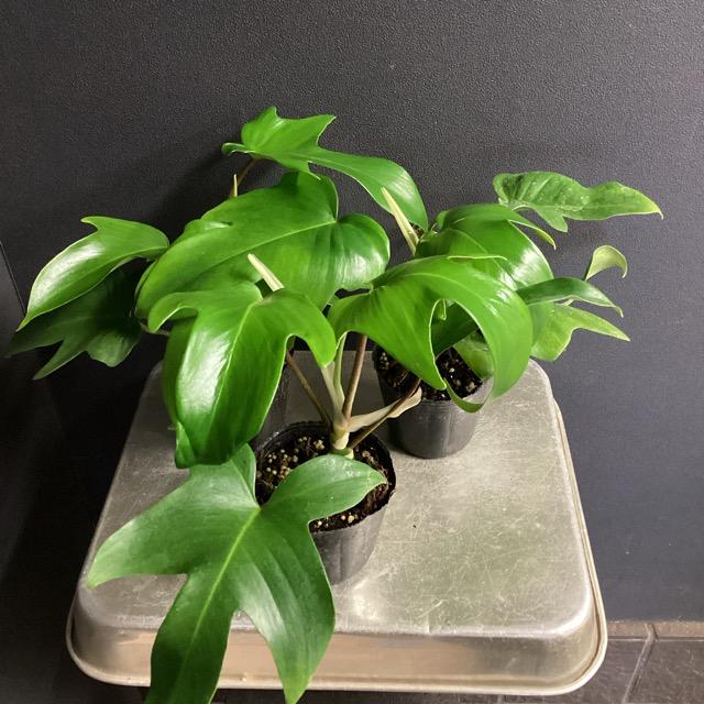 観葉植物 熱帯植物 フィロデンドロン フロリダ ヤッコカズラ 