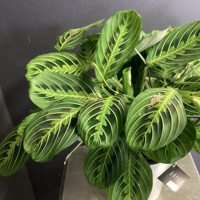 観葉植物 熱帯植物 マランタ レウコネウラ レモンライム インテリア