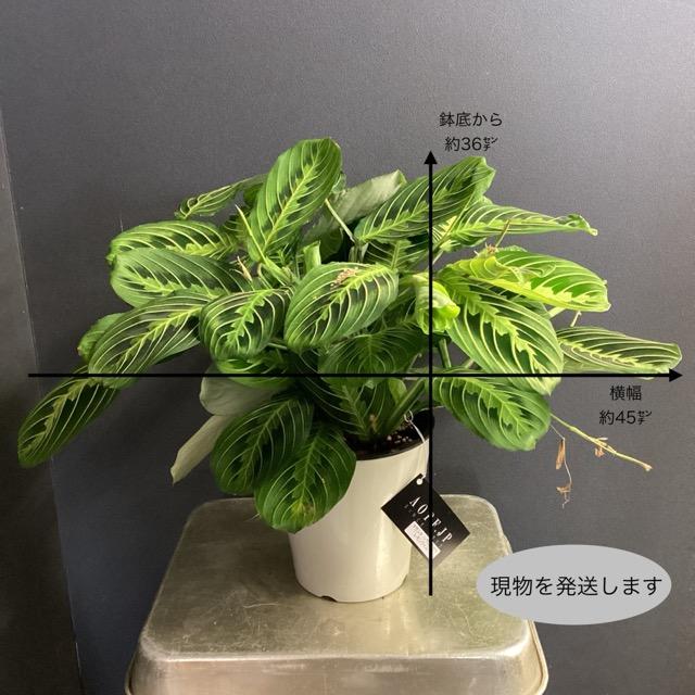 観葉植物 マランタ 観葉植物 熱帯植物 マランタ レウコネウラ レモンライム インテリア