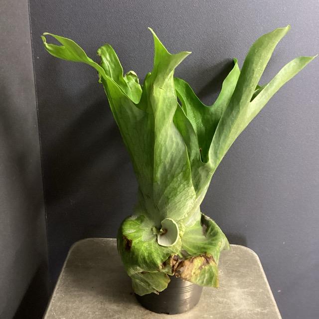 着生植物 観葉植物 コウモリラン ビカクシダ エックス メンテロッシ