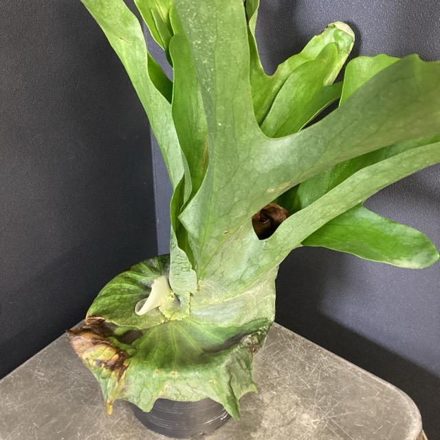 着生植物 観葉植物 コウモリラン ビカクシダ エックス メンテロッシ