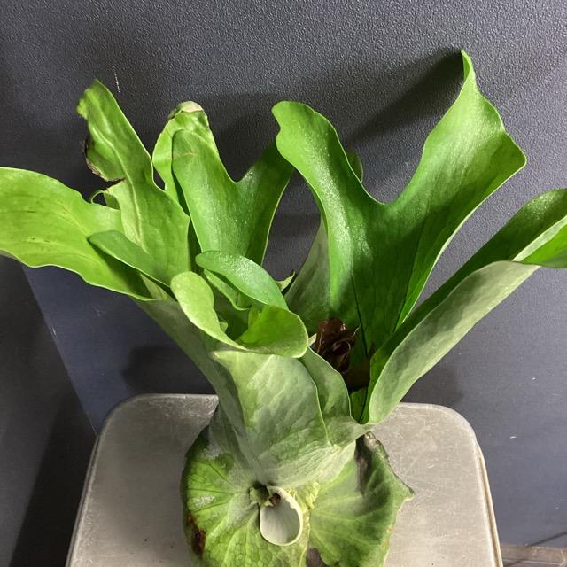 着生植物 観葉植物 コウモリラン ビカクシダ エックス メンテロッシ