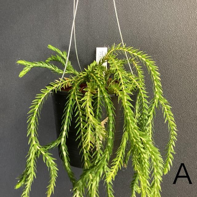 着生植物 観葉植物 フペルジア SP リコポジウム シダ植物 インテリア