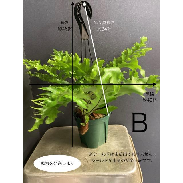 選べる 着生植物 観葉植物 ドリナリア クエルシフォリア シダ植物