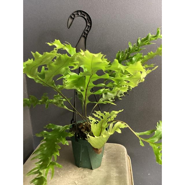 選べる 着生植物 観葉植物 ドリナリア クエルシフォリア シダ植物