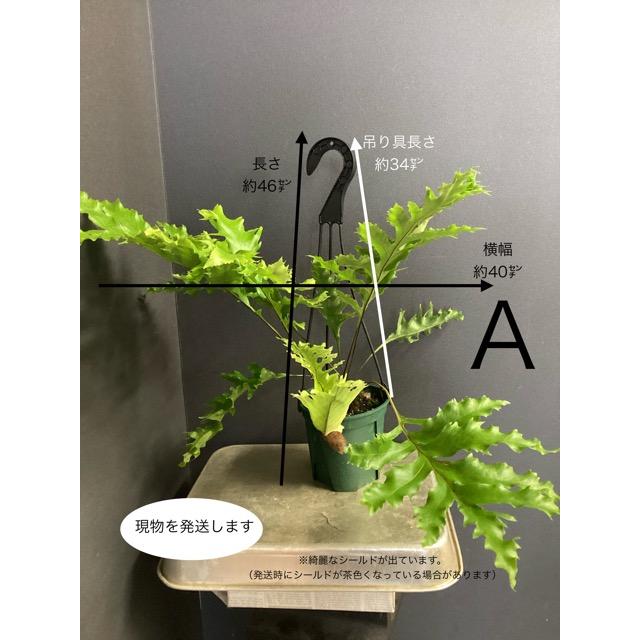 選べる 着生植物 観葉植物 ドリナリア クエルシフォリア シダ植物